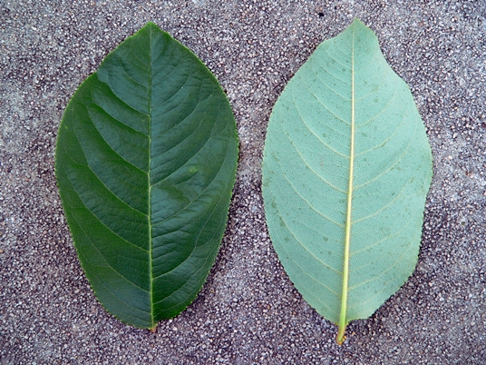 {Prunus alabamensis}